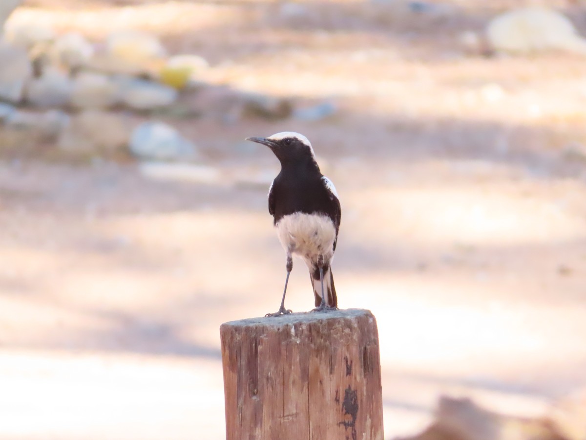 Mountain Chat - ML644753614