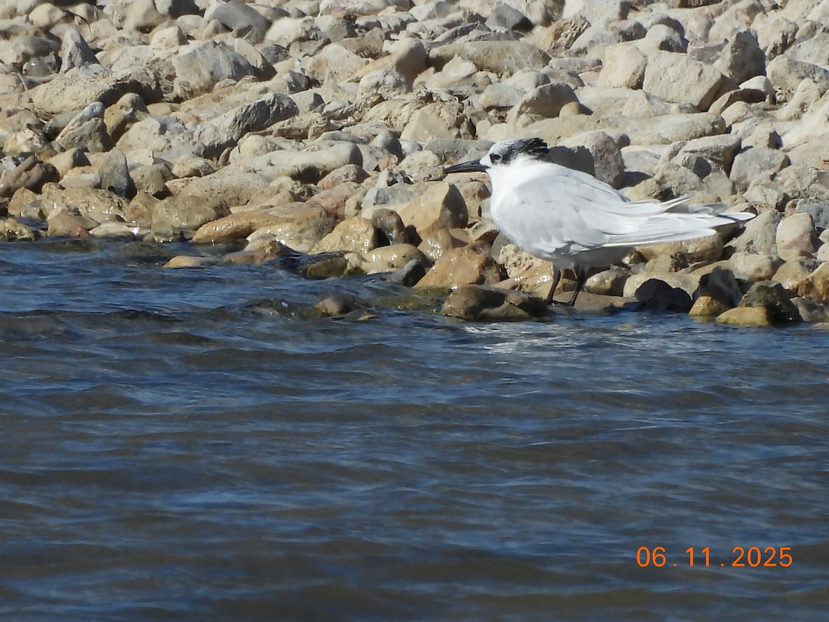 Sandwich Tern - ML644753616