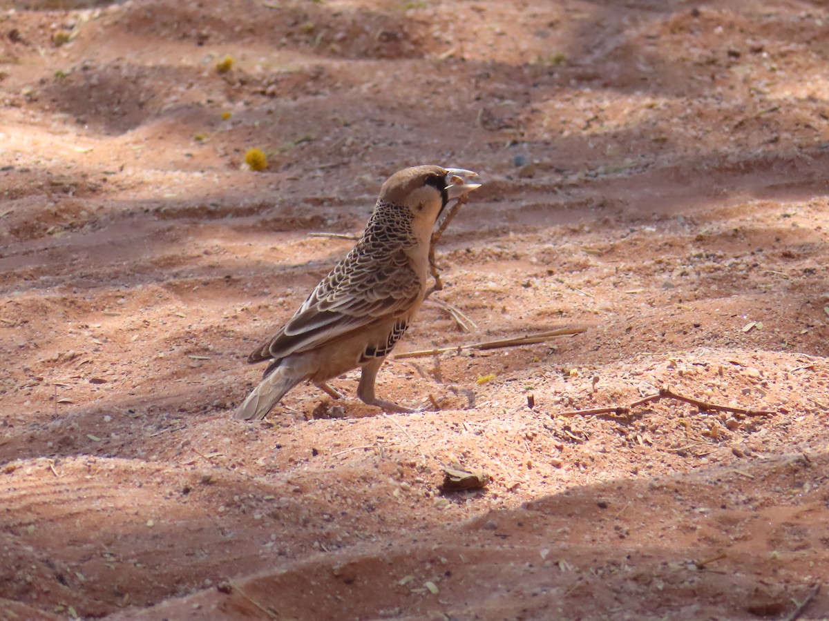 Sociable Weaver - ML644753618