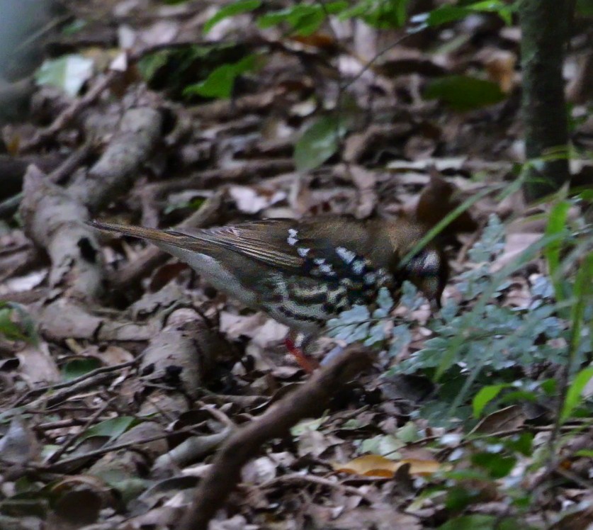 drozd kropenatý [skupina guttata] - ML644753620