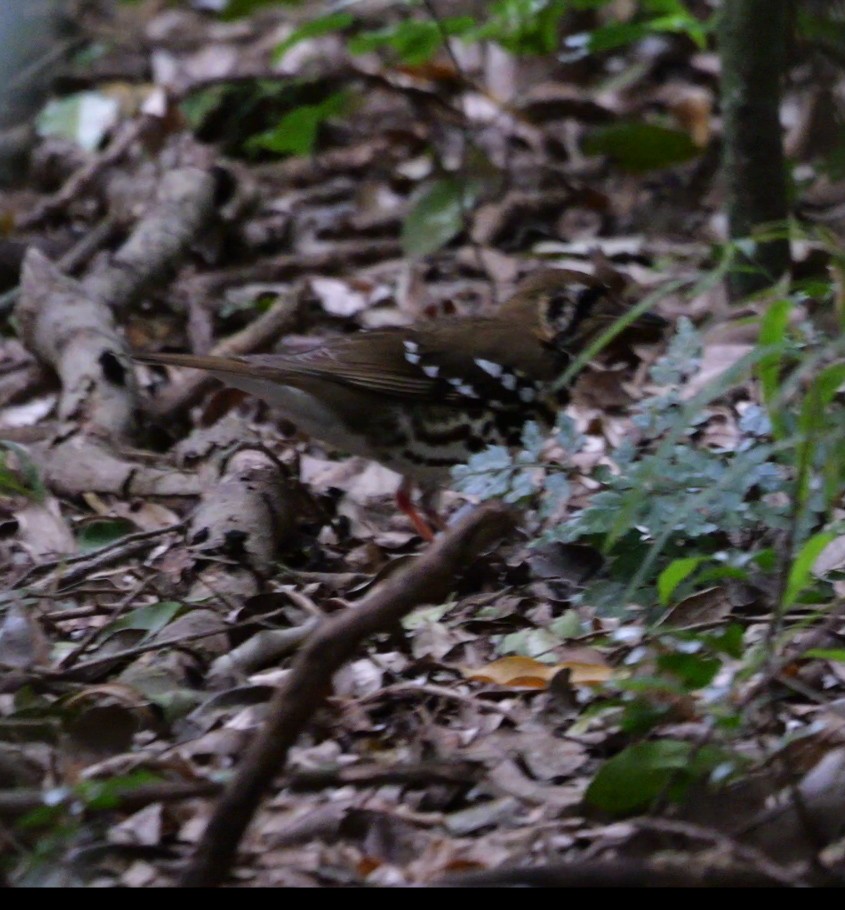 drozd kropenatý [skupina guttata] - ML644753621