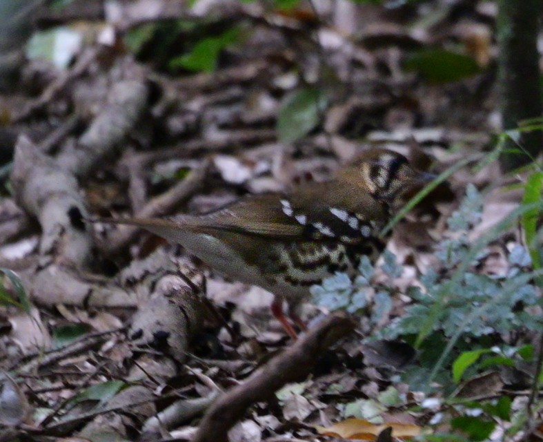 drozd kropenatý [skupina guttata] - ML644753622