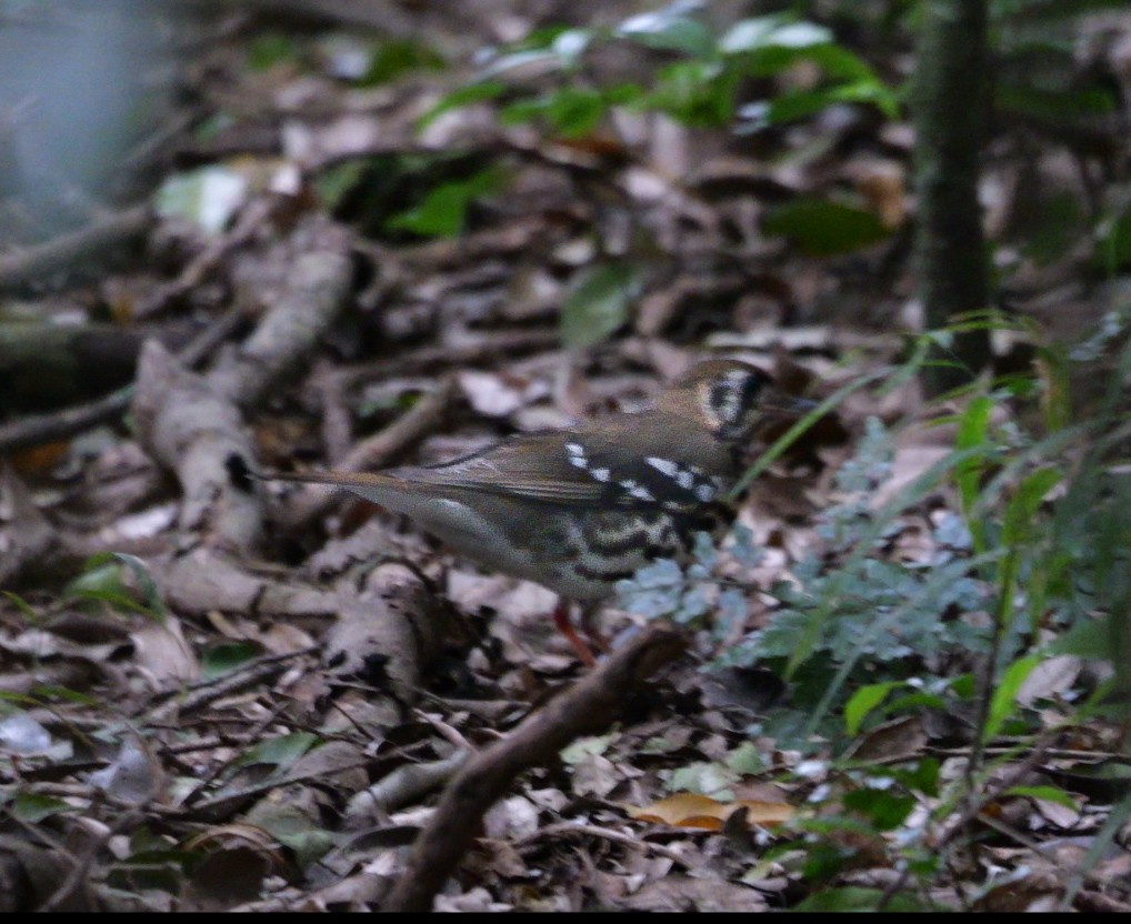 drozd kropenatý [skupina guttata] - ML644753623