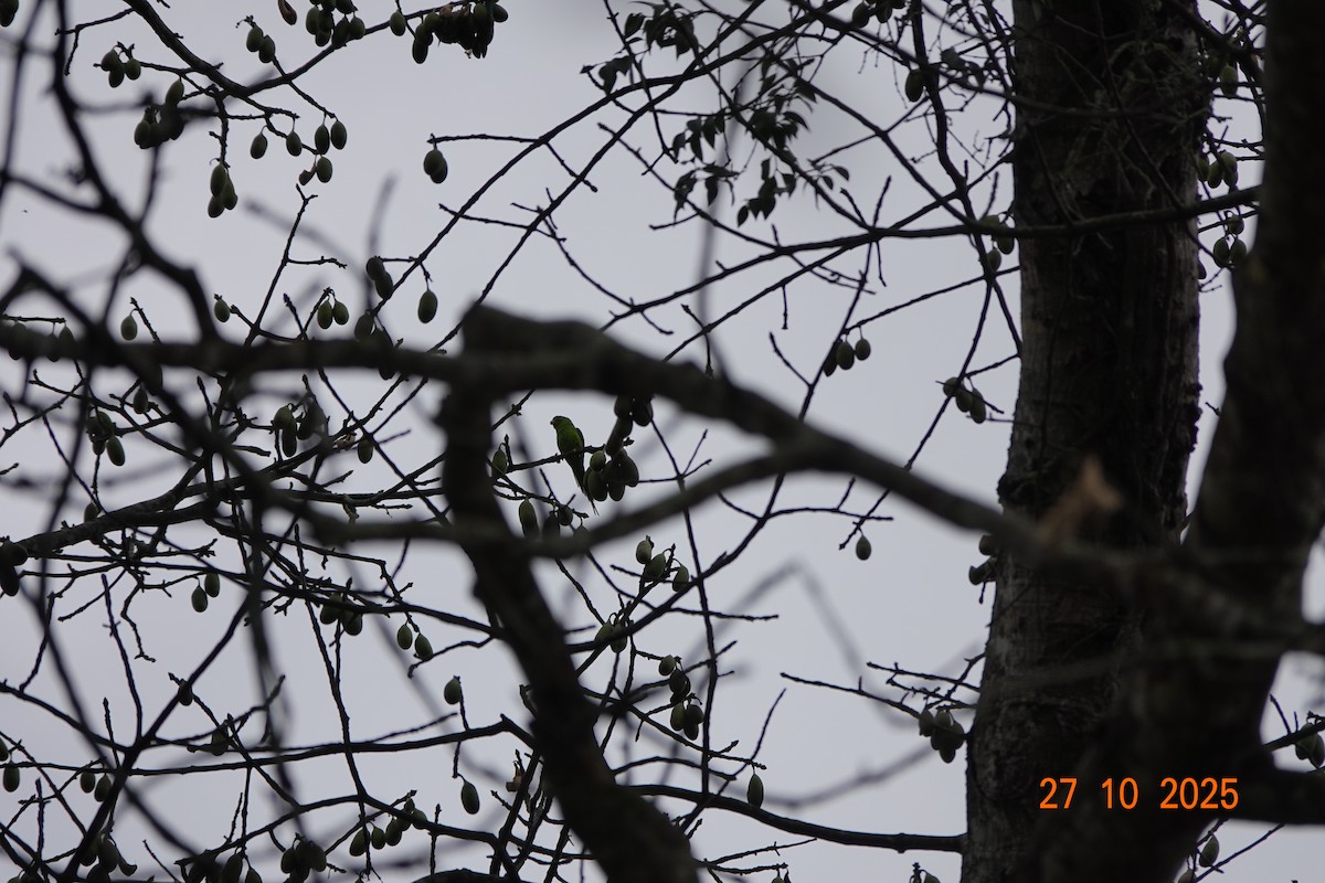 オナガミドリインコ - ML644753631