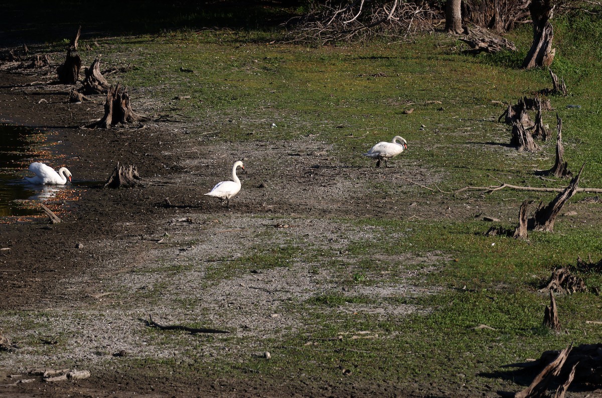 labuť velká - ML644753638