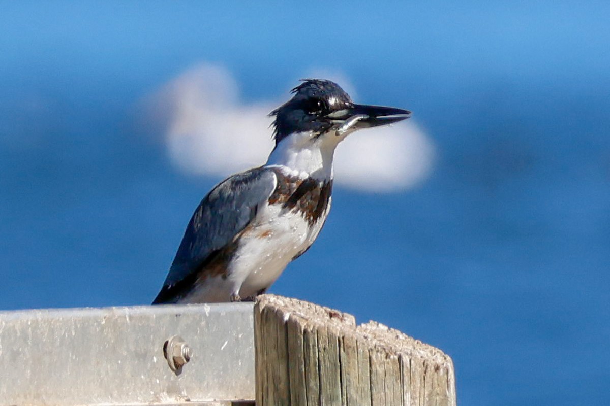 Belted Kingfisher - ML644753641