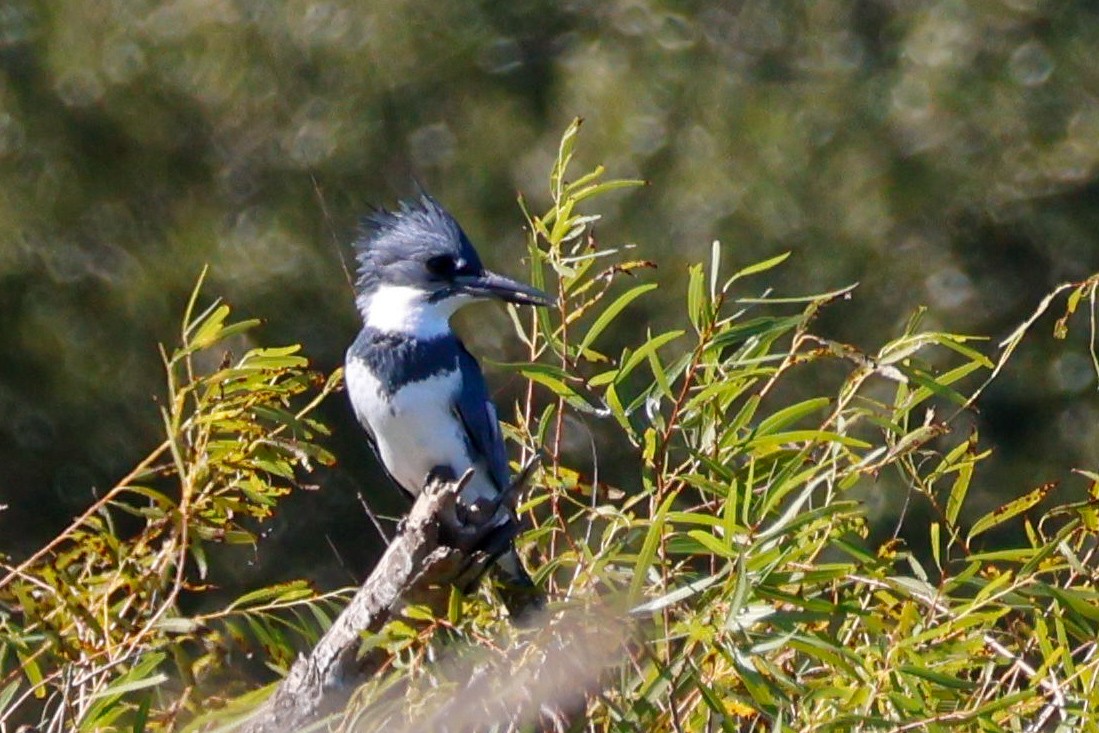 Belted Kingfisher - ML644753642