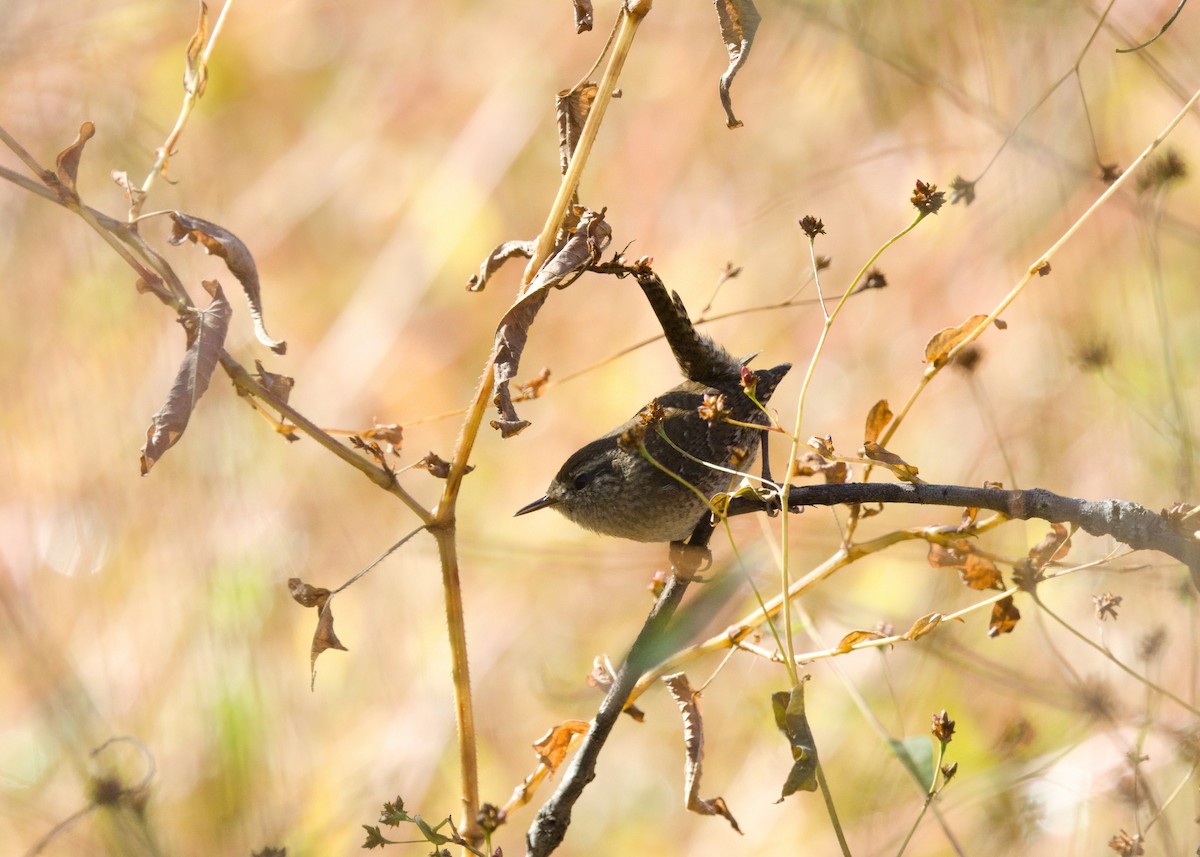 střízlík kanadský - ML644753643