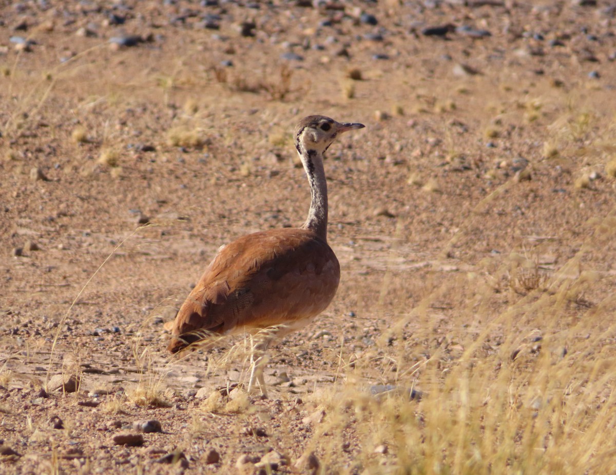 Намибийский корхан - ML644753644