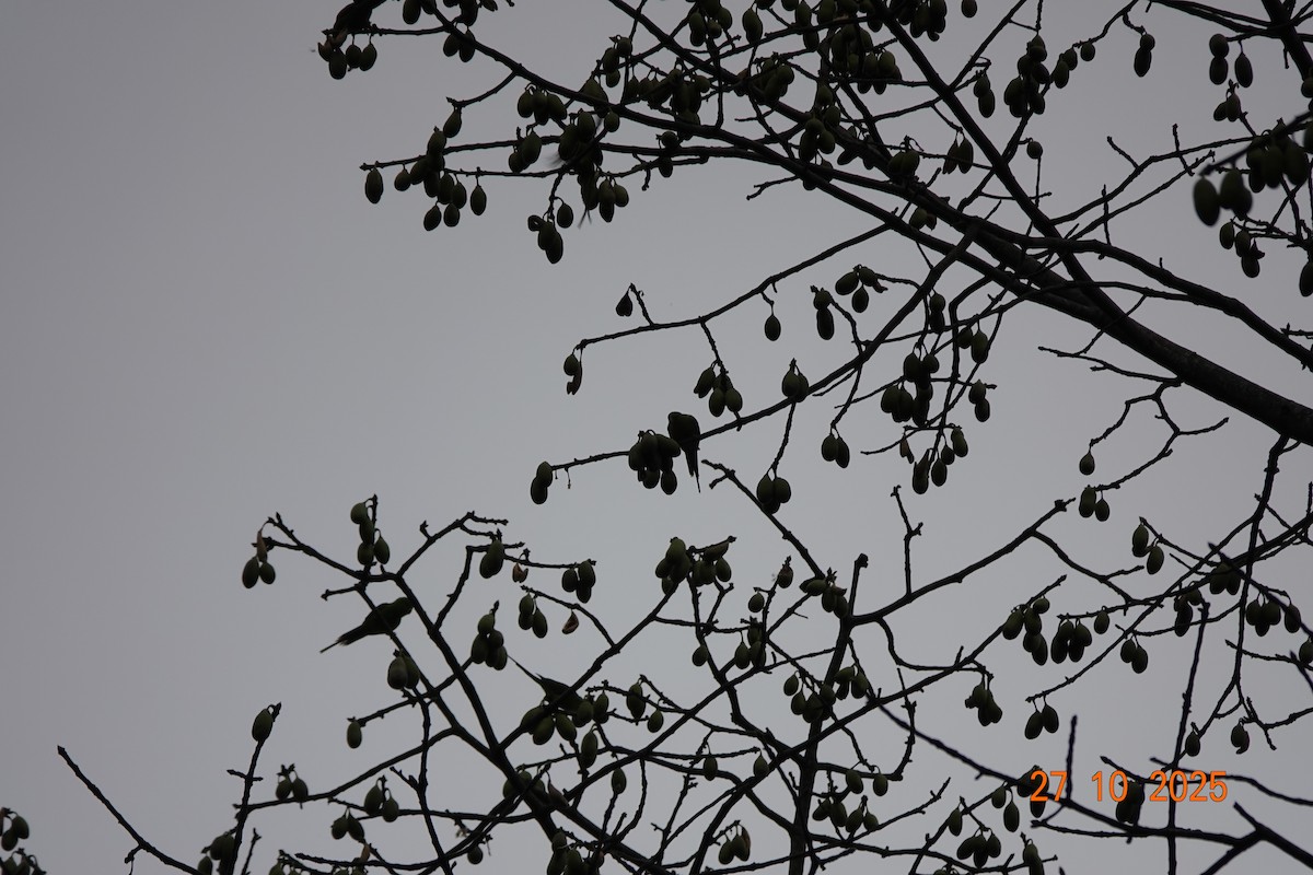 オナガミドリインコ - ML644753650