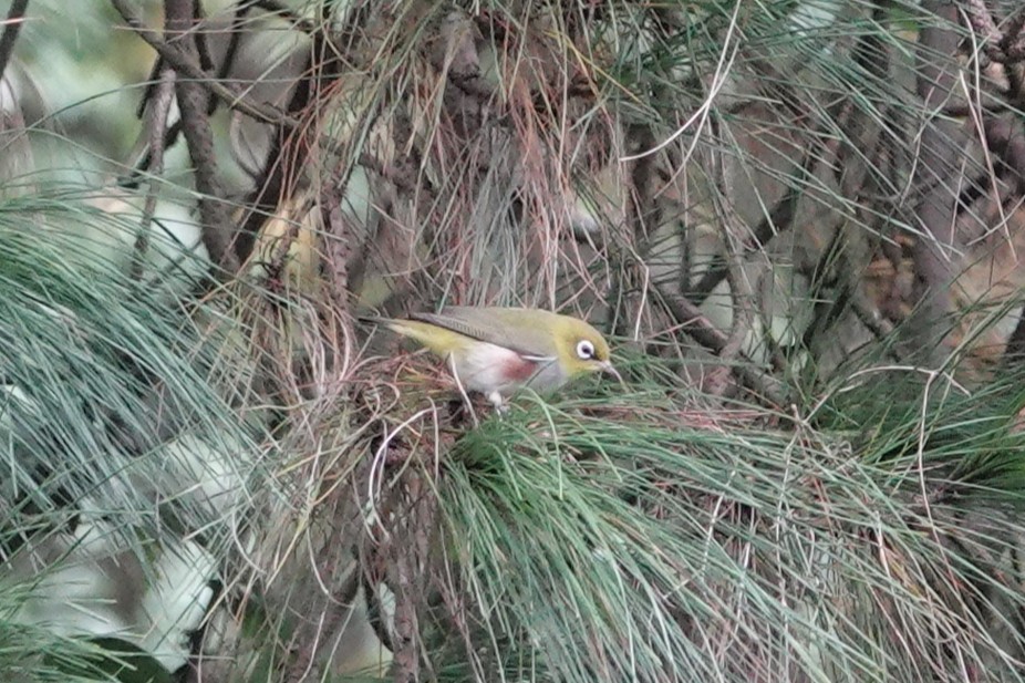 Zostérops à flancs marron - ML644753660
