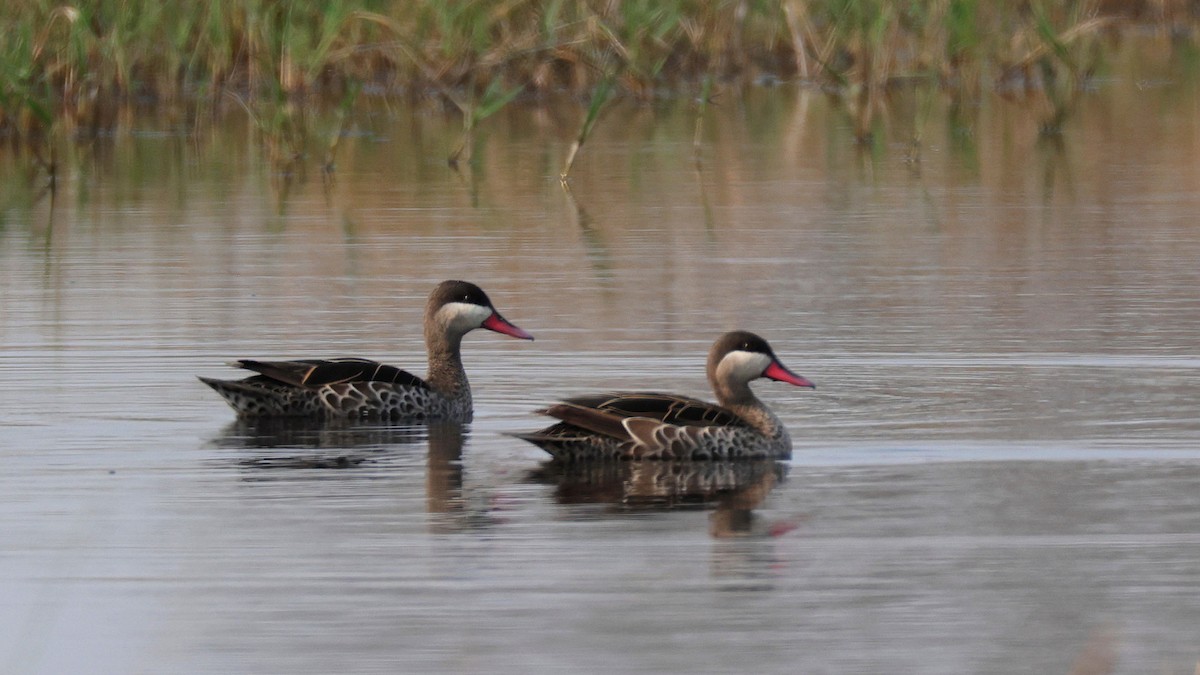 Red-billed Duck - ML644753709