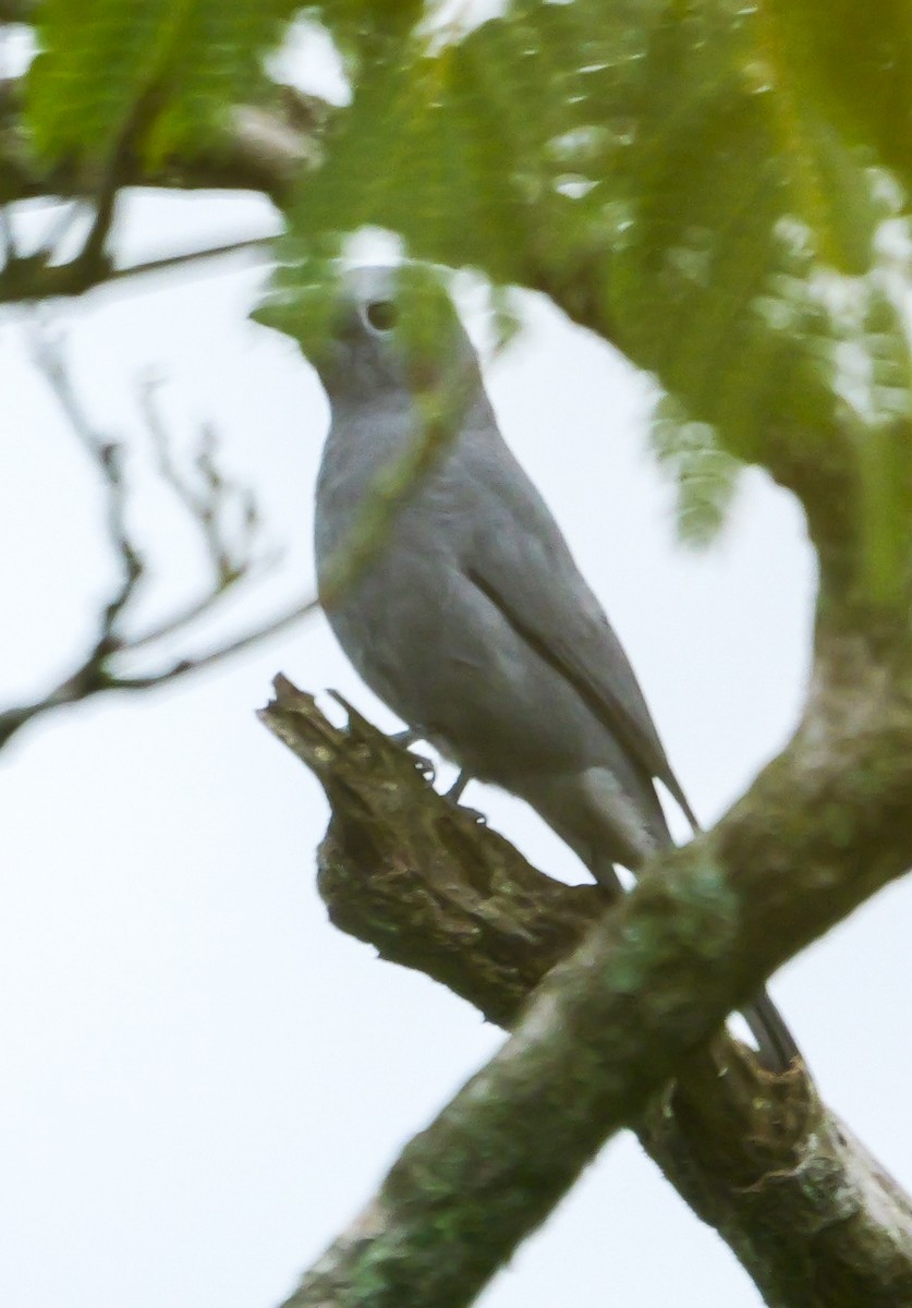 Gray Cuckooshrike - ML644753718