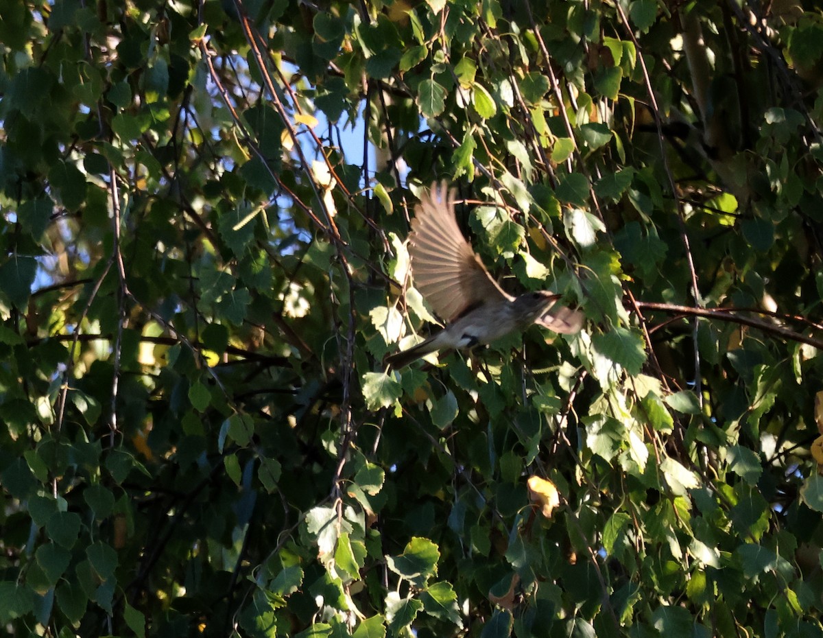 Spotted Flycatcher - ML644753719