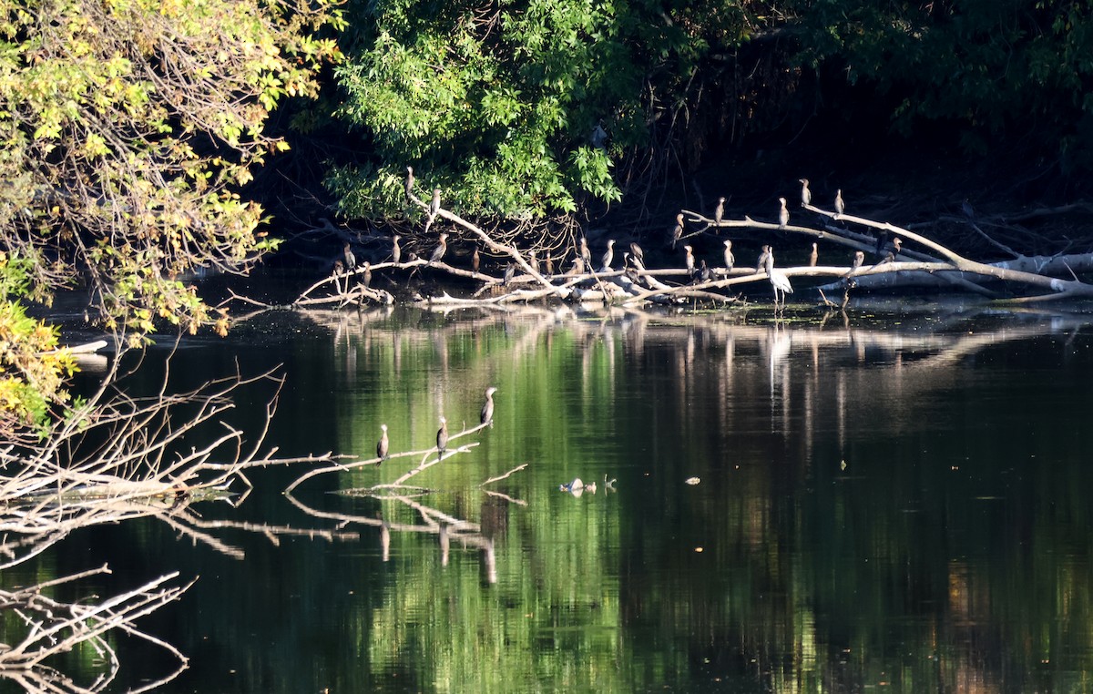 Pygmy Cormorant - ML644753720