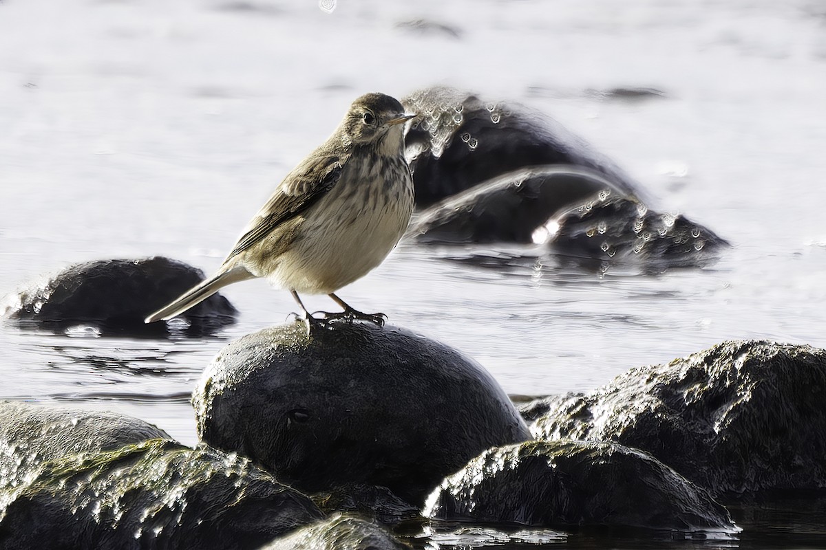 American Pipit - ML644753729