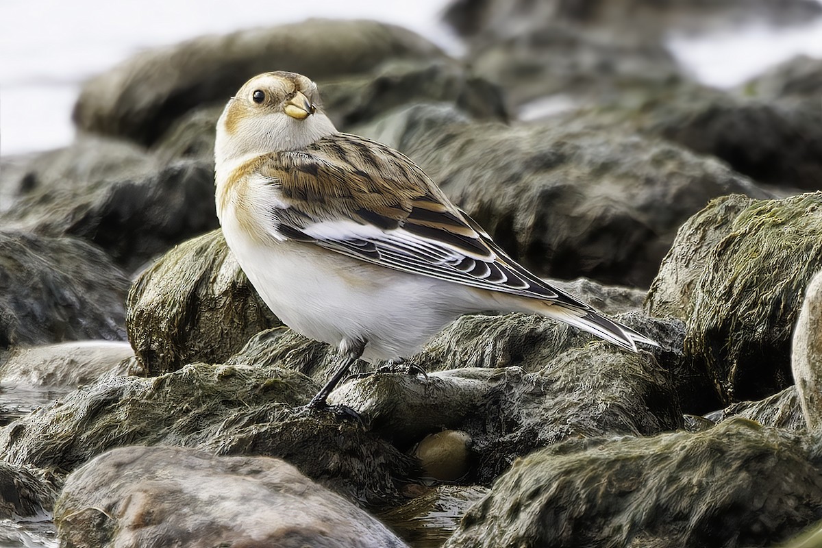 Snow Bunting - ML644753732