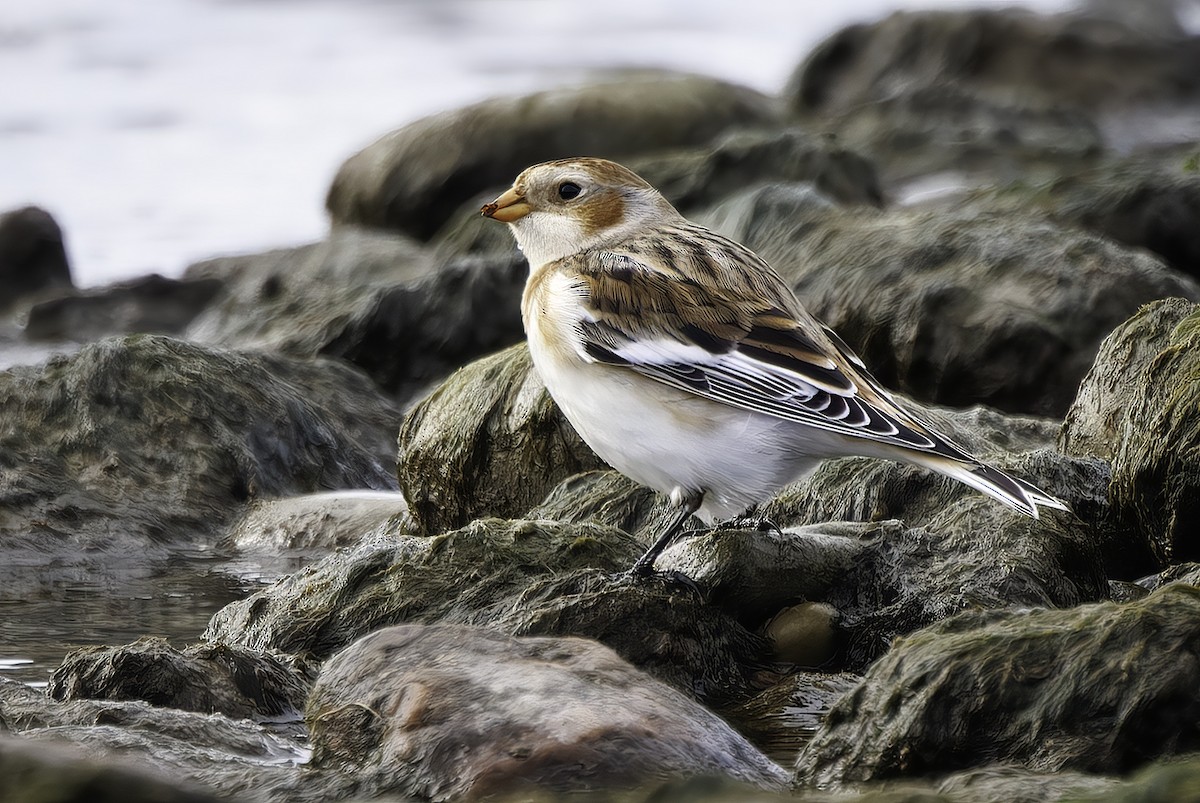 Snow Bunting - ML644753733