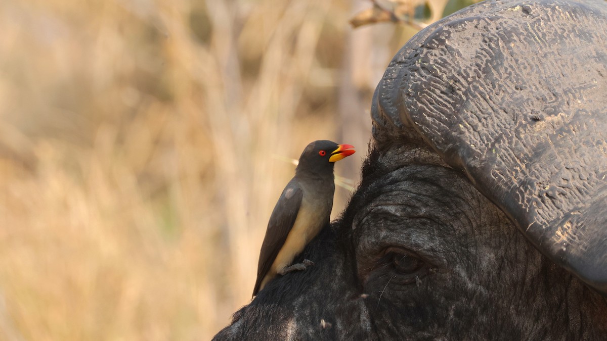 Sarı Gagalı Kenekuşu - ML644753736