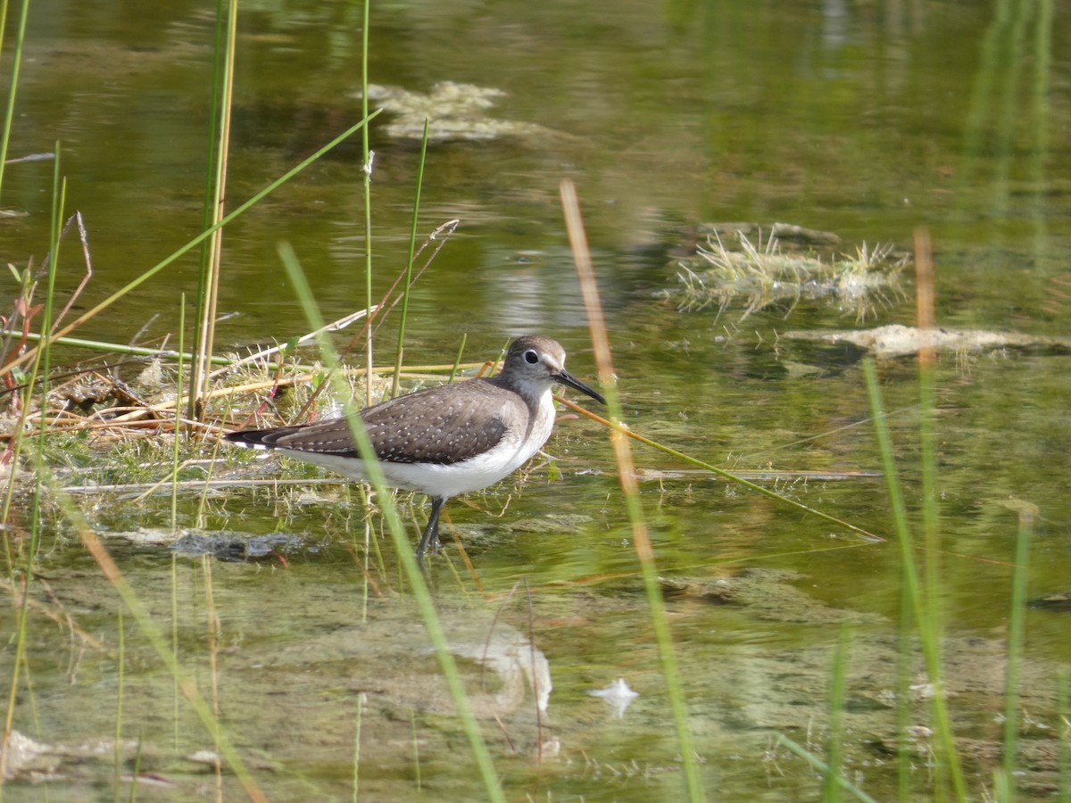 Solitary Sandpiper - ML644753738