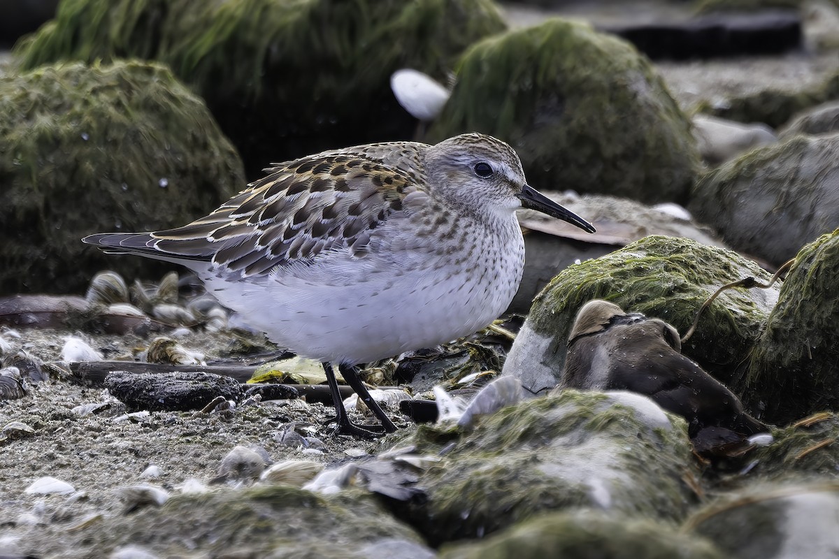 Weißbürzel-Strandläufer - ML644753739