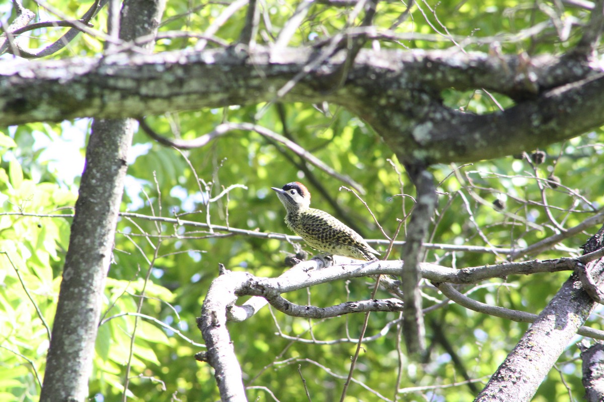 Green-barred Woodpecker - ML644753750