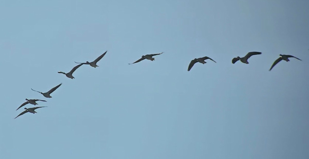 Graylag Goose - ML644753753