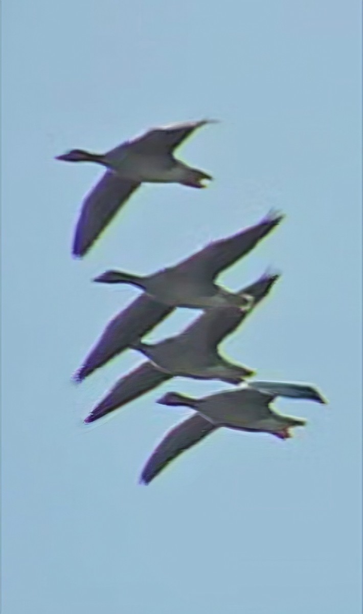 Graylag Goose - ML644753754