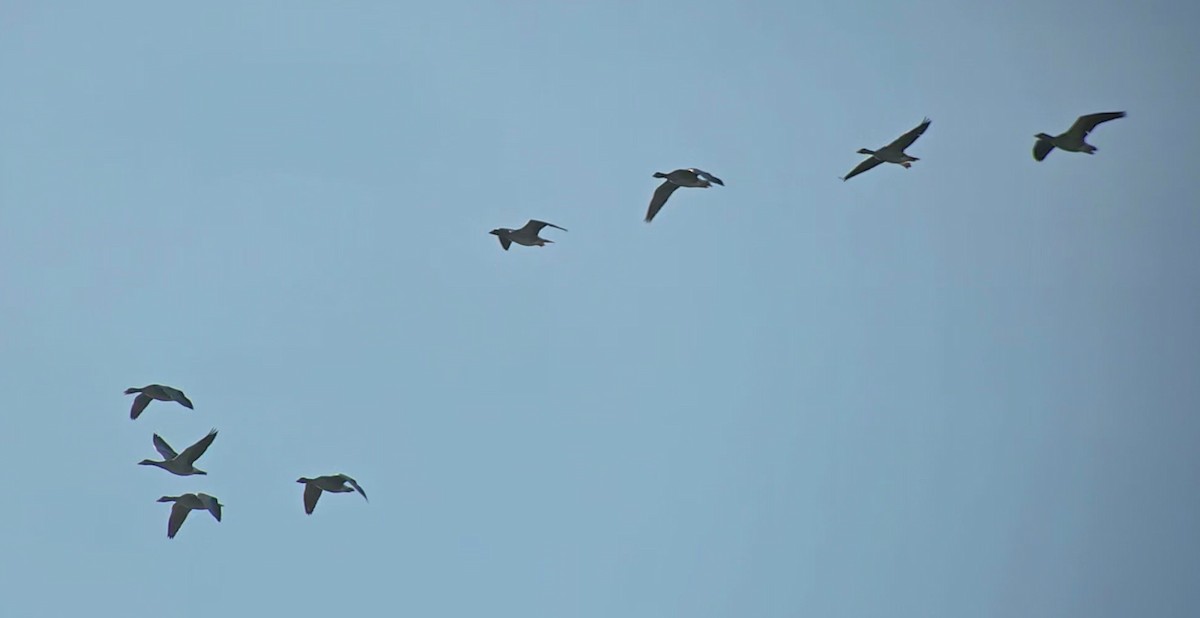 Graylag Goose - ML644753755