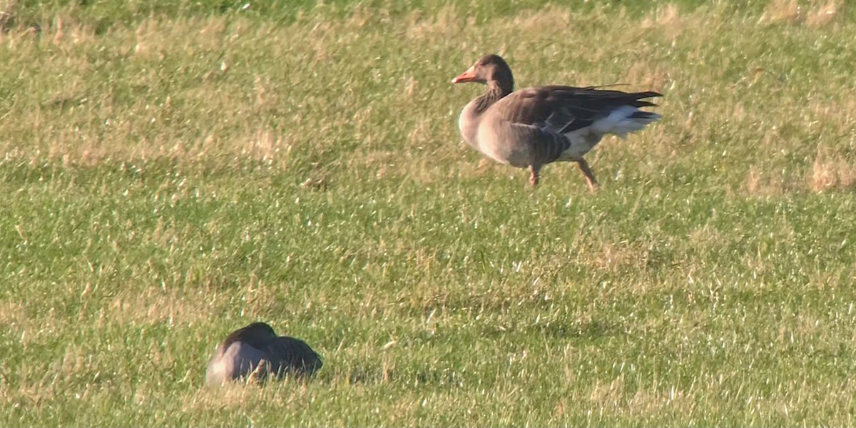 Graylag Goose - ML644753756