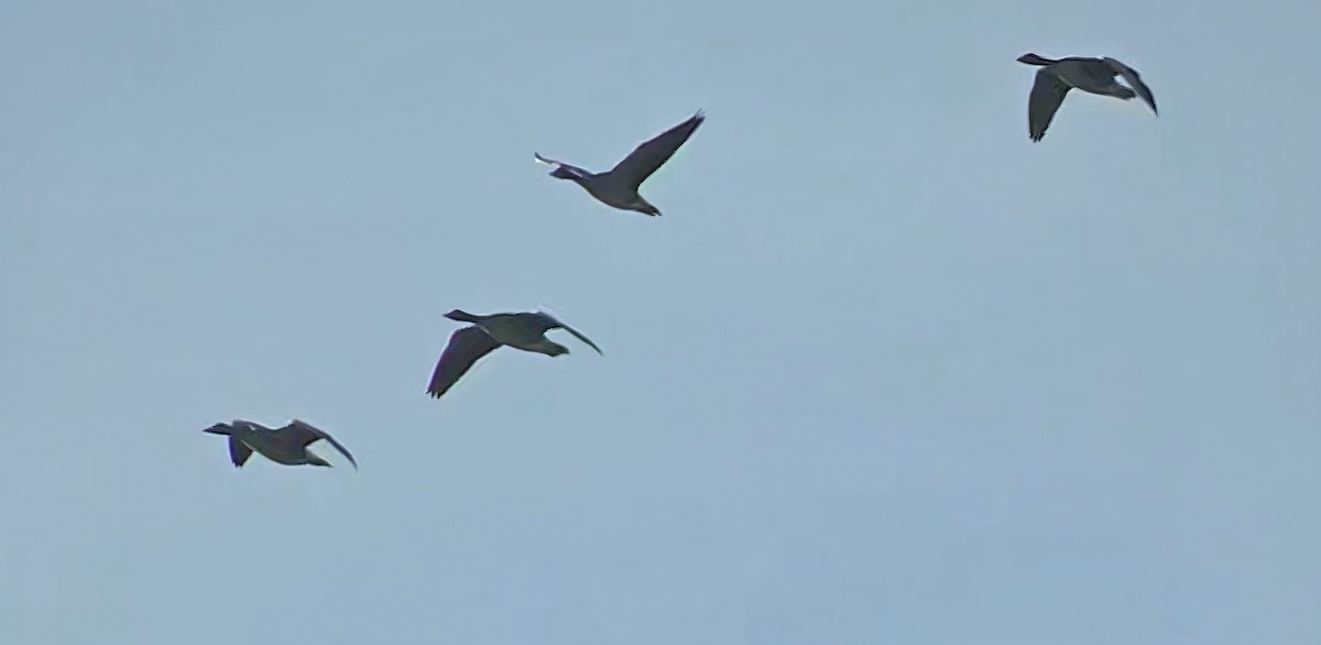 Graylag Goose - ML644753757