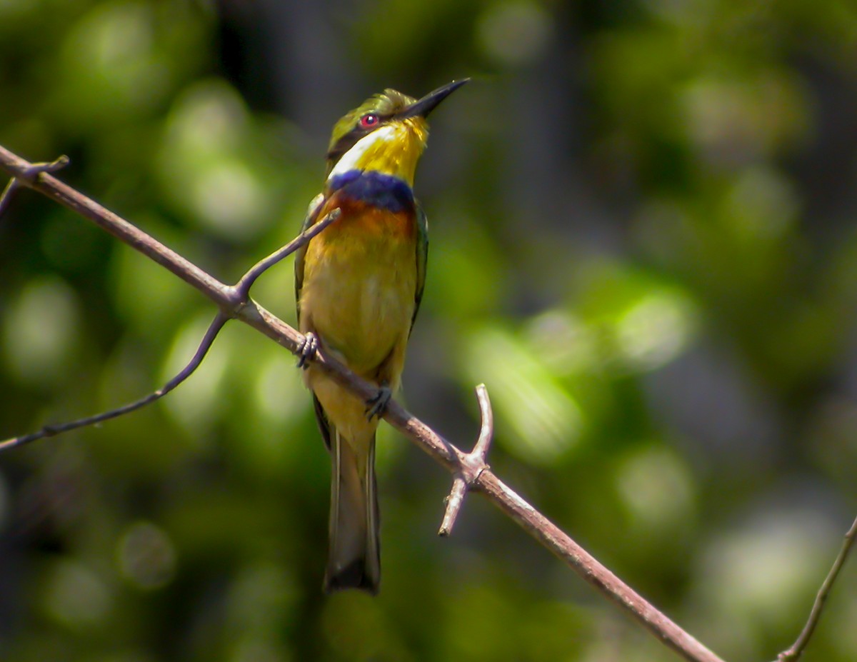 Blue-breasted Bee-eater - ML644753775