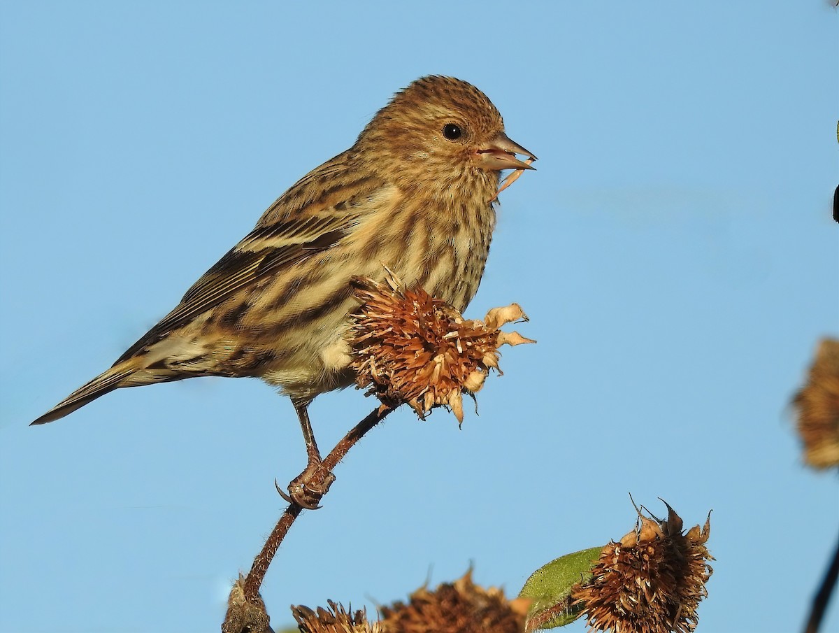 Pine Siskin - ML644753783