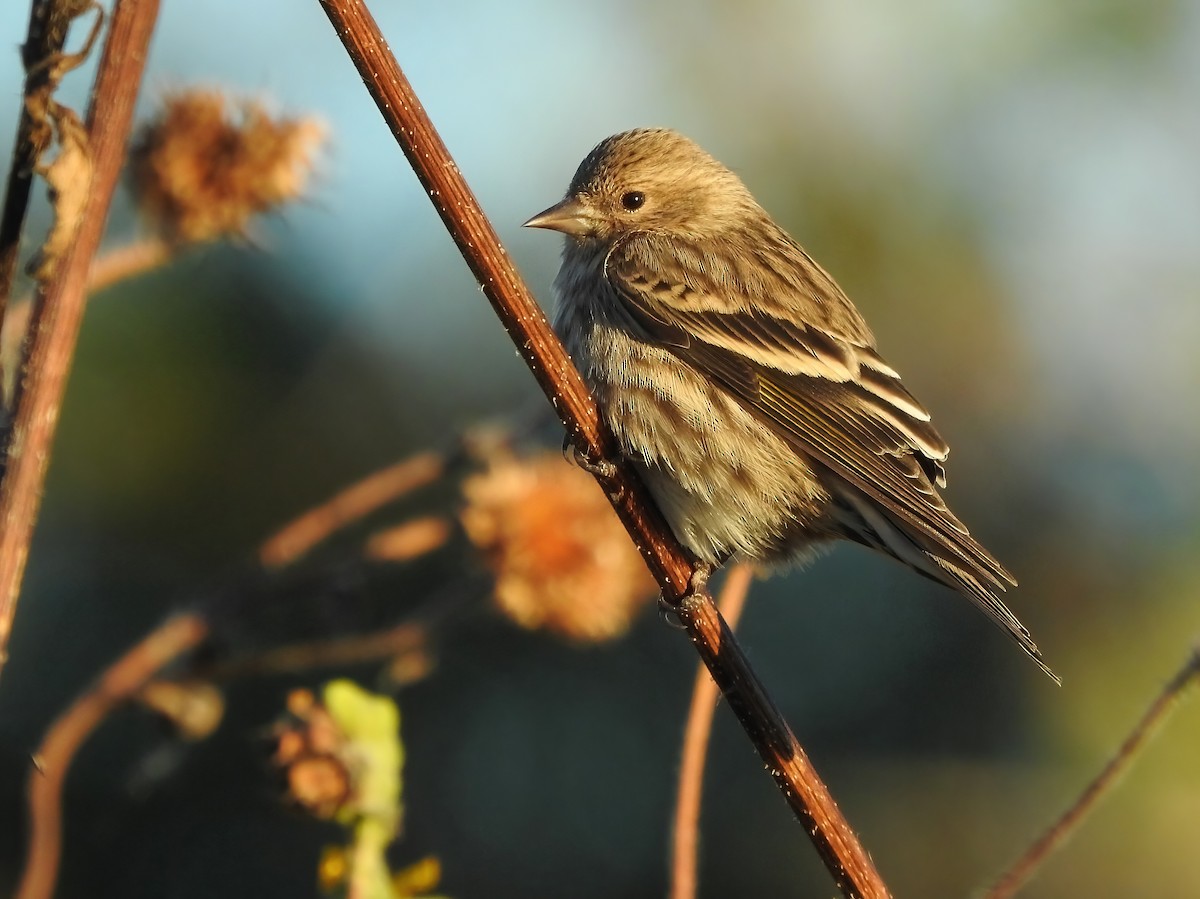 Pine Siskin - ML644753784
