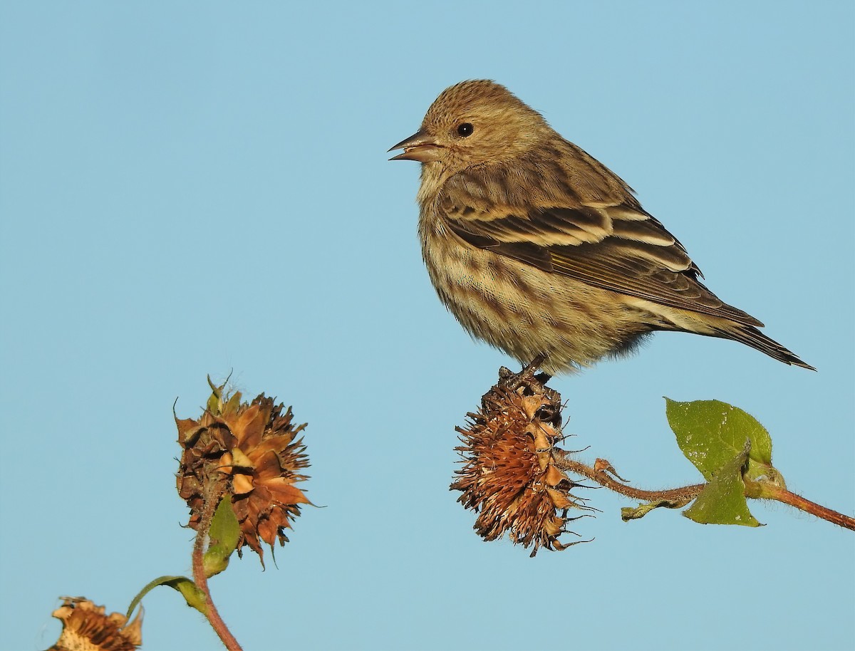 Pine Siskin - ML644753786