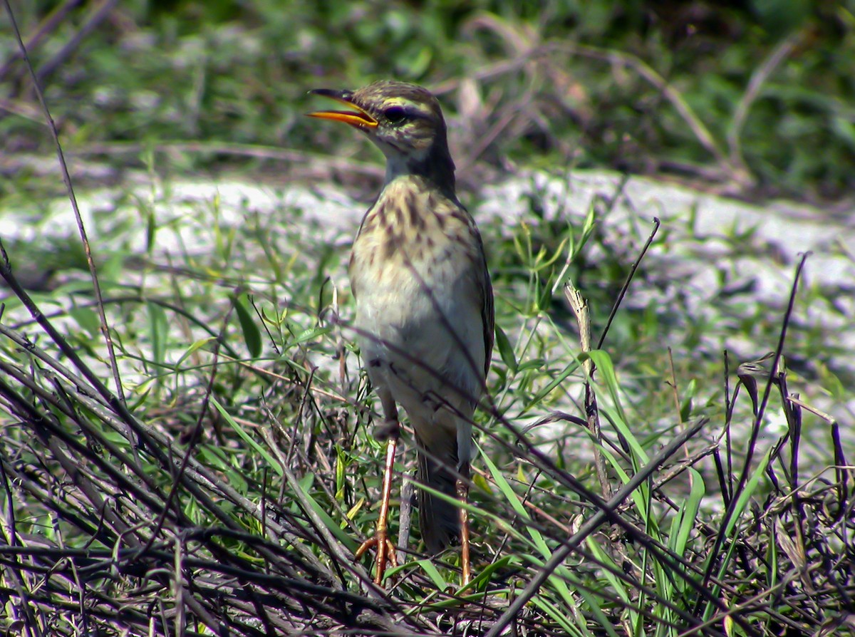 kongopiplerke - ML644753800