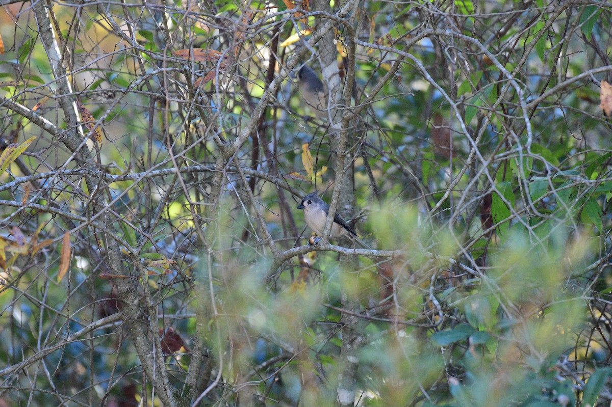 Tufted Titmouse - ML644753805