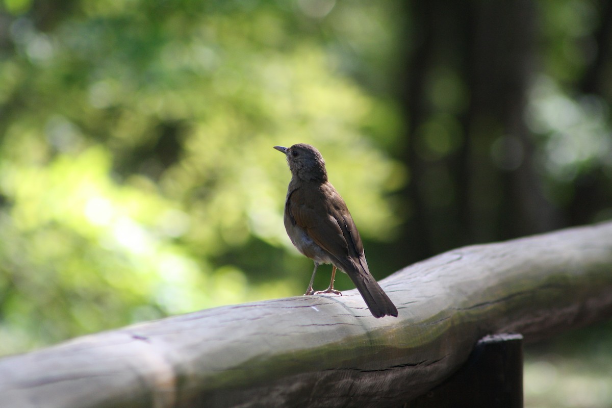 Pale-breasted Thrush - ML644753816