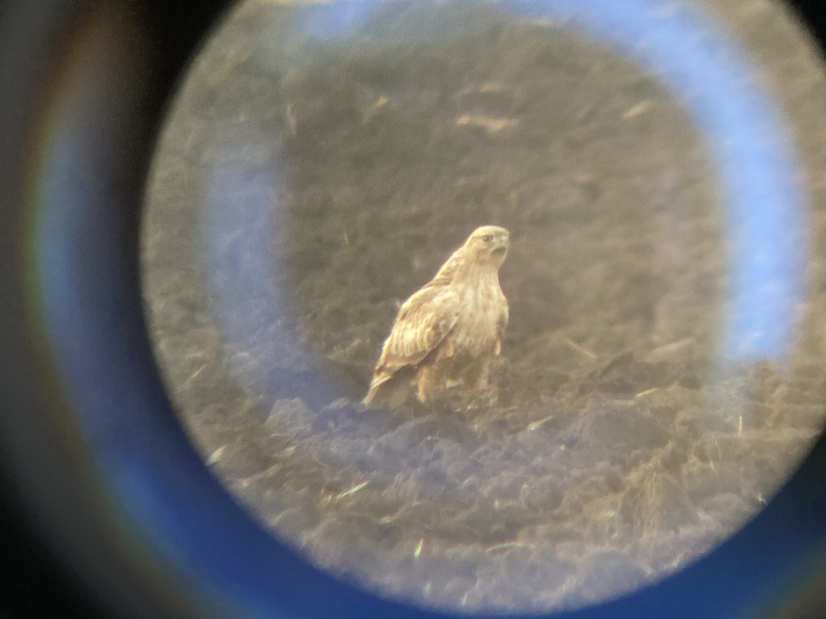 Курганник - ML644753818