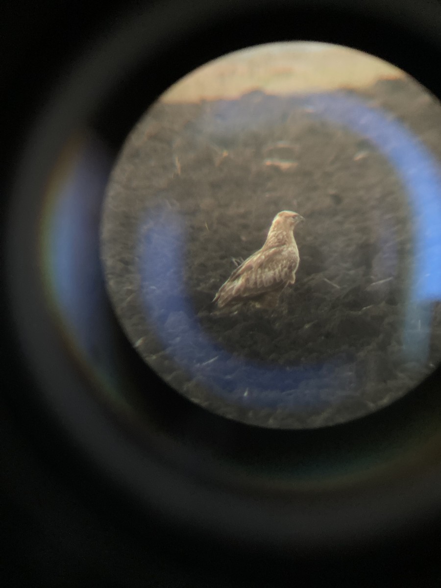 Курганник - ML644753819