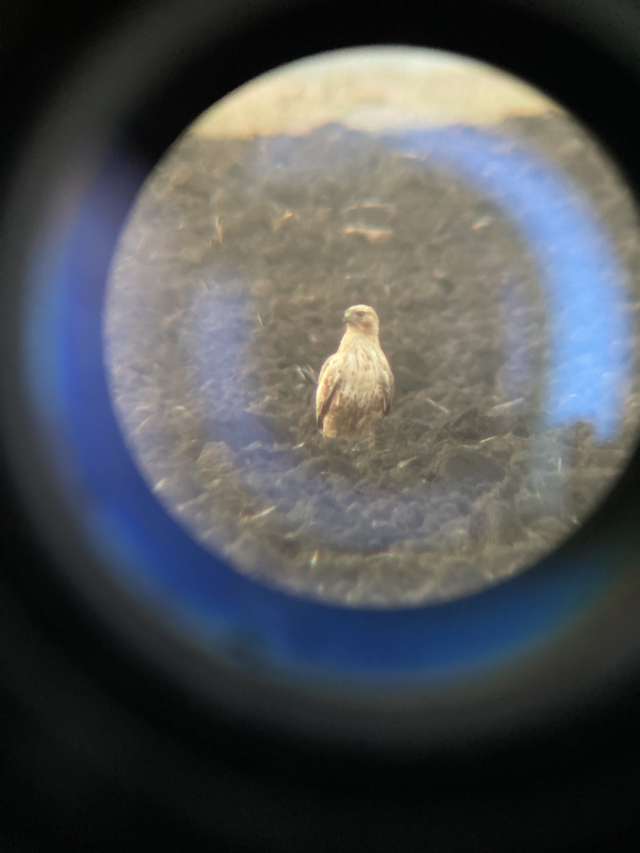 Курганник - ML644753820