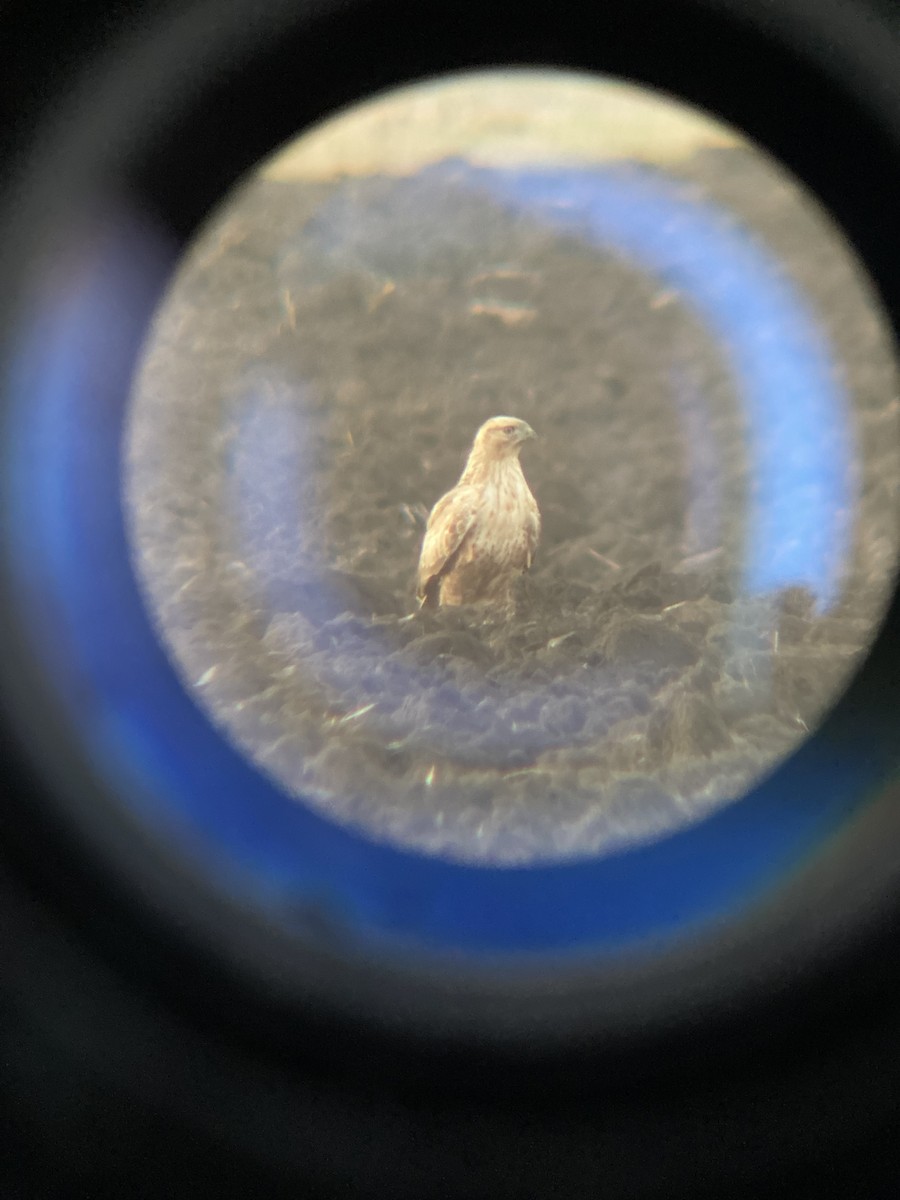 Курганник - ML644753821