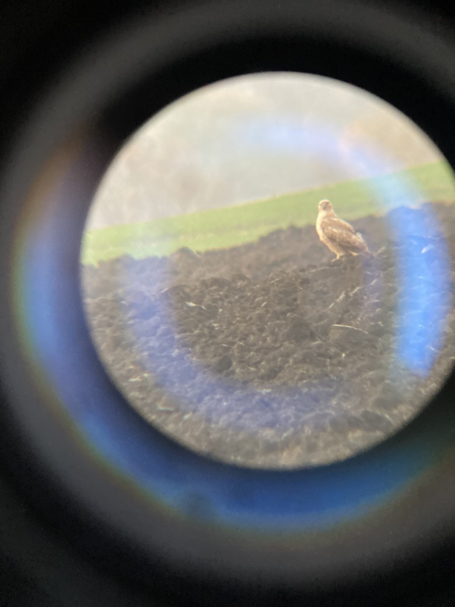 Курганник - ML644753822