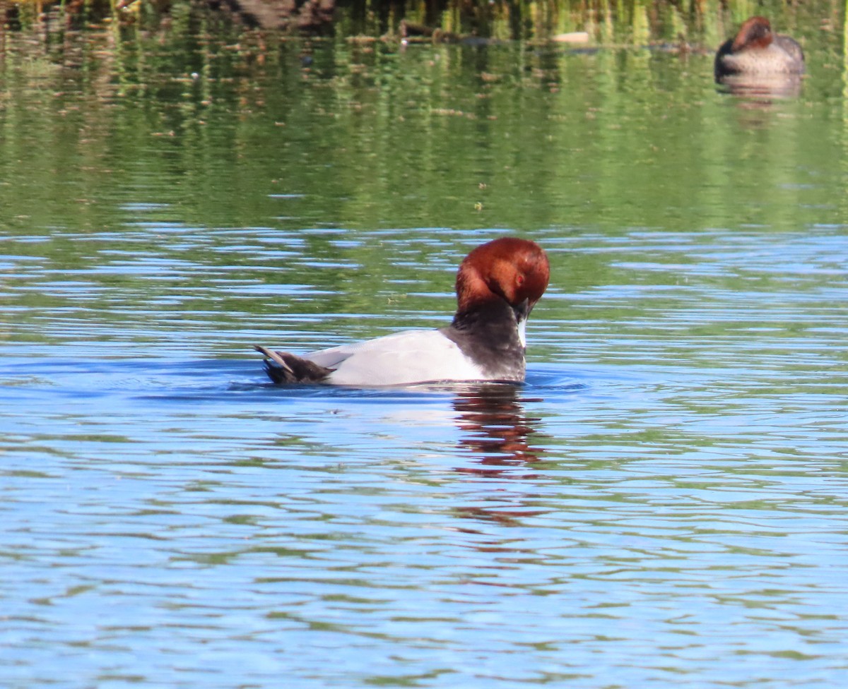 taffeland - ML644753827