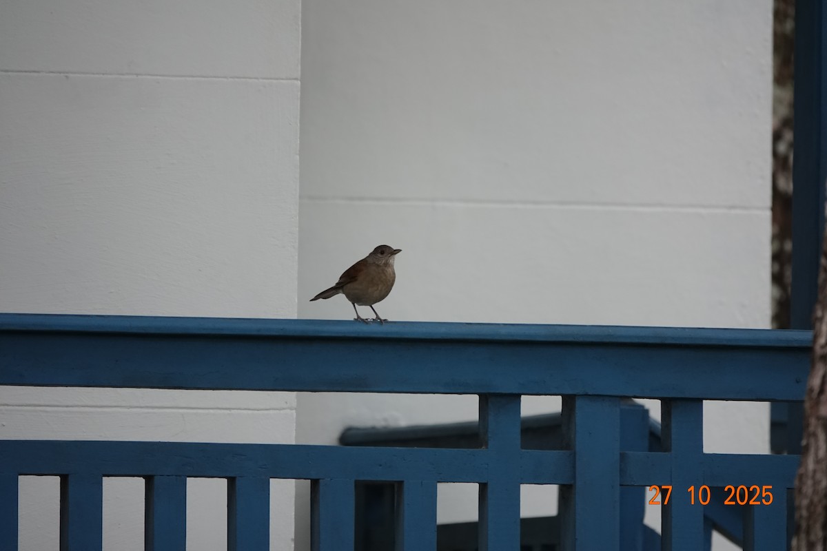 Pale-breasted Thrush - ML644753858