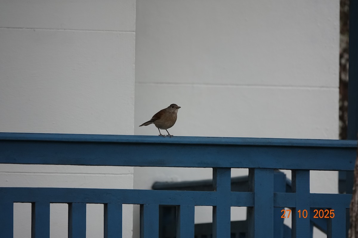 Pale-breasted Thrush - ML644753859