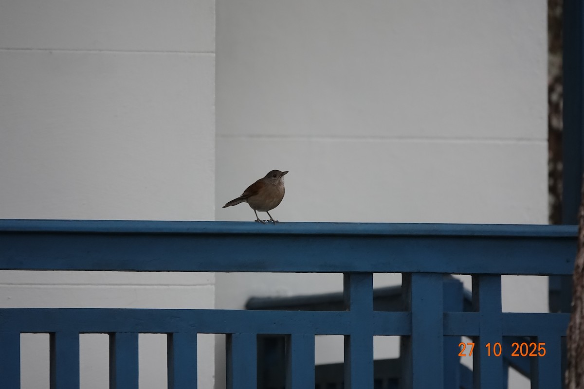 Pale-breasted Thrush - ML644753860