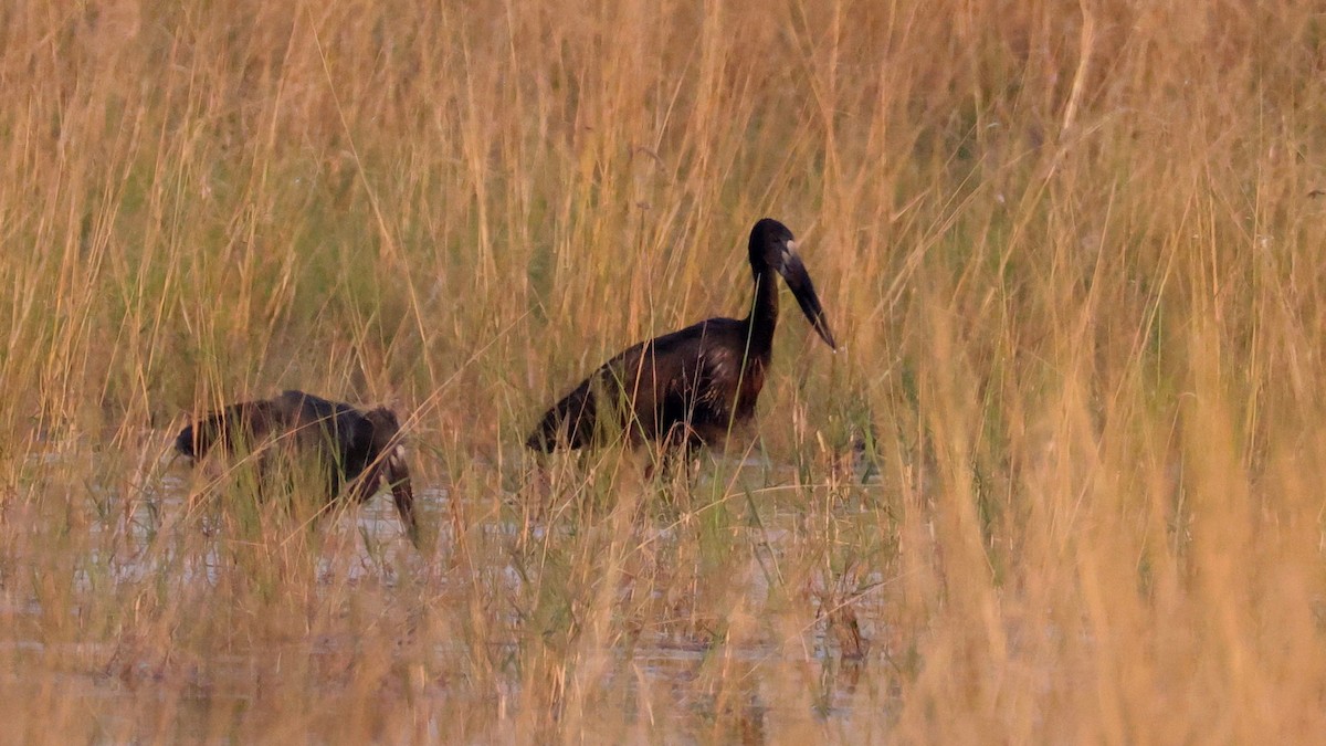 Bec-ouvert africain - ML644753862