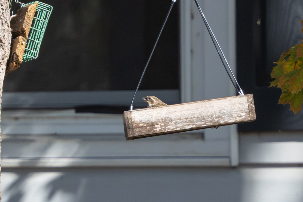 Purple Finch - ML644753879