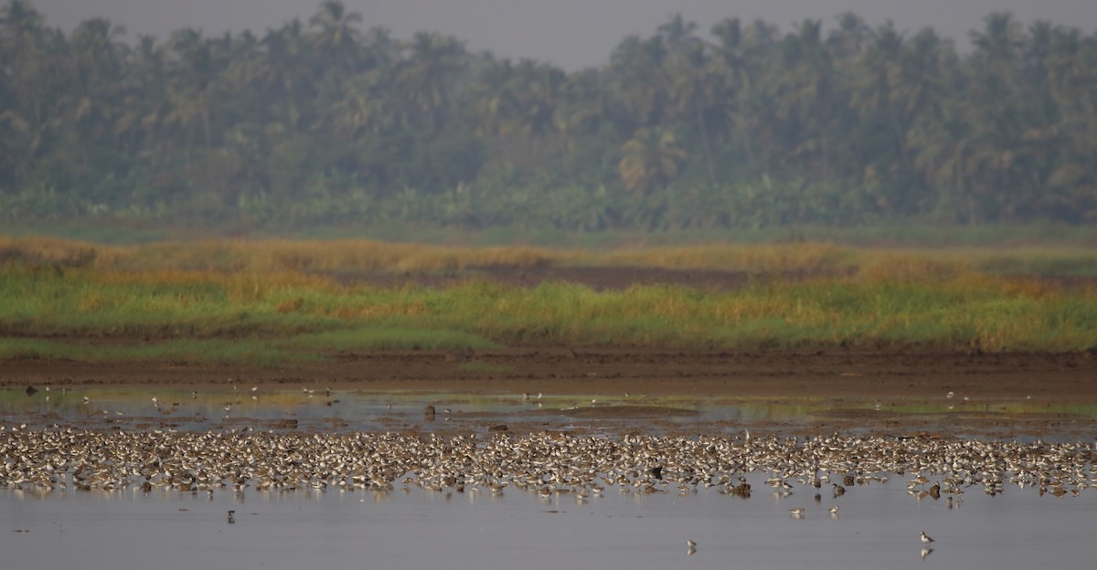 Tibetan Sand-Plover - ML644753880